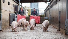 Temporary service interruption to UK Pig Industry Welfare Training Platform